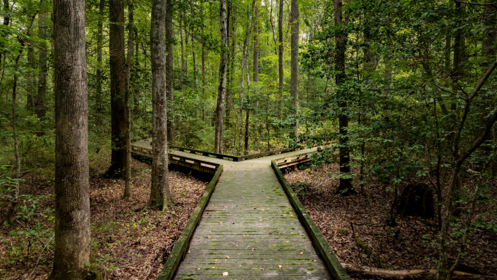 Eine Wegspaltung im Wald zur Symbolisierung der richtigen Entscheidung.
